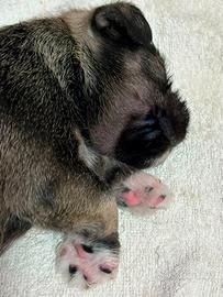 Cucciolo di schnauzer nano