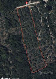 Uliveto terreno zona Buccheri contrada Frassino