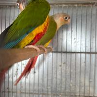 Pyrrhura molinae pappagalli