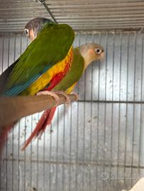 Pyrrhura molinae pappagalli