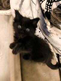 Simil Maine coon