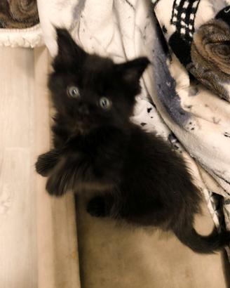 Simil Maine coon