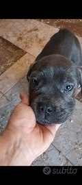 Cuccioli di cane corso grigi