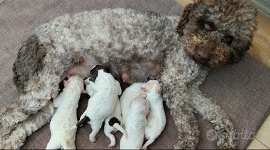 Cuccioli di Lagotto Romagnolo