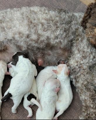 Cuccioli di Lagotto Romagnolo