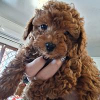 Cuccioli di barboncino