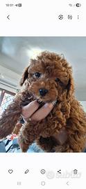 Cuccioli di barboncino