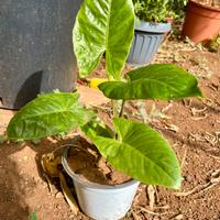 Pianta Alocasia sempre verde