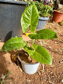 Pianta Alocasia sempre verde