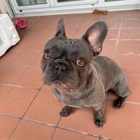Disponibile per accoppiamenti - Bulldog Francese