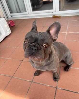 Disponibile per accoppiamenti - Bulldog Francese