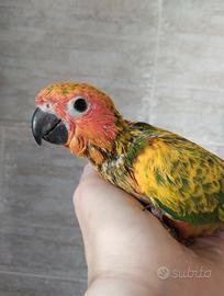 Conuro del sole