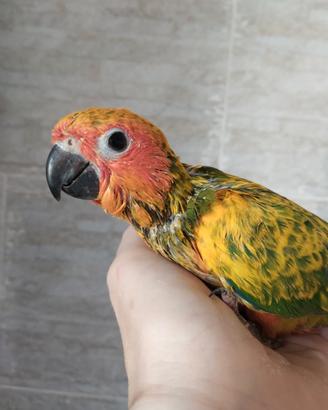 Conuro del sole