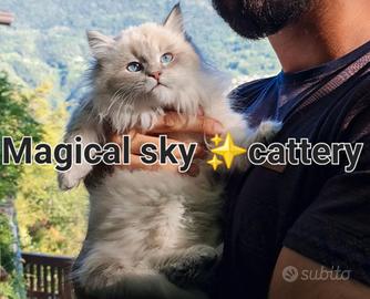 Cuccioli gatto siberiano PEDIGREE ALLEVAMENTO