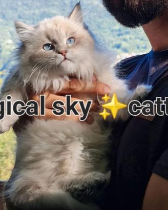 Cuccioli gatto siberiano PEDIGREE ALLEVAMENTO