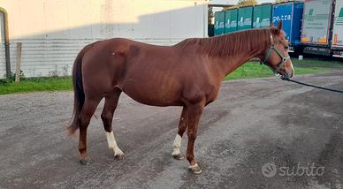 Femmina quarter horse