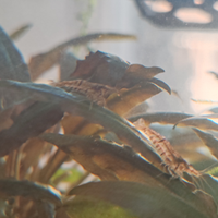 Neocaridina davidi wild