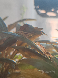 Neocaridina davidi wild