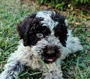 Lagotto Romagnolo Pedigree ROI