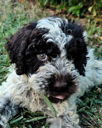 Lagotto Romagnolo Pedigree ROI