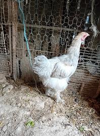 Gallo brahma