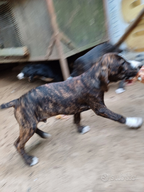 Cuccioli segugio maremano