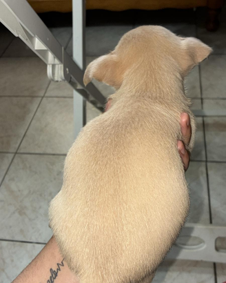 Chihuahua
