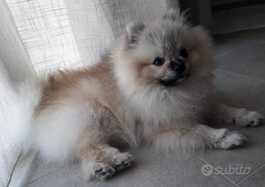 Spitz di Pomerania grigio perla/crema
