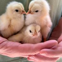 Pulcini nati da chioccia