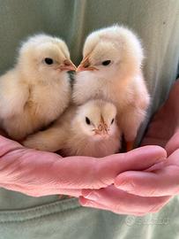 Pulcini nati da chioccia