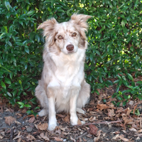 Vendita cuccioli border collie