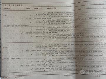 Dobermann Cucciolona