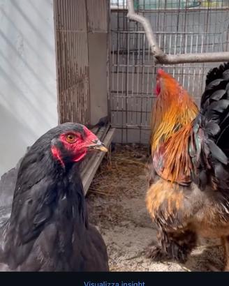 Disponibili brahma