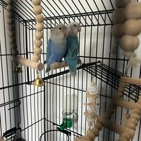 Coppia pappagallini inseparabili