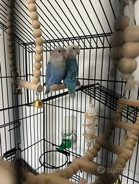 Coppia pappagallini inseparabili