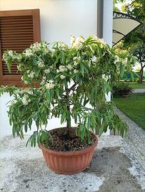 Prebonsai di piracanta angustifolia