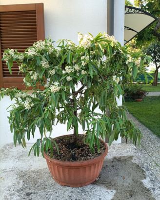 Prebonsai di piracanta angustifolia