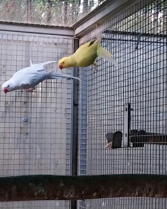 Parrocchetto dal collare
