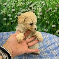 Maltipoo cuccioli mini toy