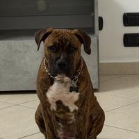 Cucciolo di Pitbull
