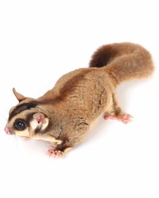 Petauro dello zucchero