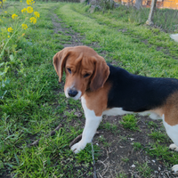 Beagle