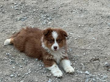Cuccioli di pastore australiano