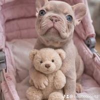 Bull dog francese esotico blu maschi e femmine