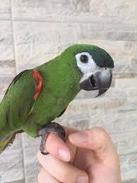 Ara nobilisin lombardia