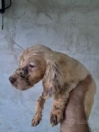 Setter inglese cuccioli 