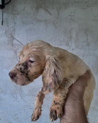 Setter inglese cuccioli 
