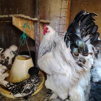 Galline ornamentali