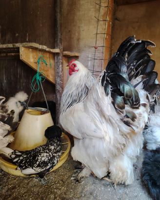 Galline ornamentali