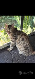 Gatta mix bengala
